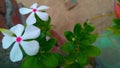 A pretty white flowers