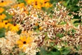 Pretty white flowers with black eyed susans Royalty Free Stock Photo