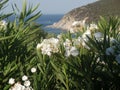 Pretty white flowers growing along the Sardinian coast