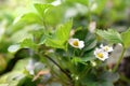 pretty white flowers in leaf of a strawberry in a garden Royalty Free Stock Photo