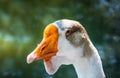 Pretty white goose beautiful portrait Royalty Free Stock Photo