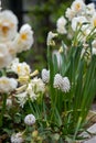 Pretty white grape hyacinth muscari flowers planted in a plant pot together with white daffodils. Royalty Free Stock Photo