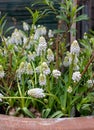 Pretty white grape hyacinth muscari flowers planted in a plant pot together with white white hyacinths. Royalty Free Stock Photo