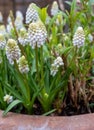 Pretty white grape hyacinth muscari flowers planted in a plant pot together with white white hyacinths. Royalty Free Stock Photo