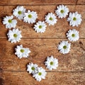 Pretty white heart of dainty white spring daisies