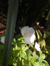 Pretty white hidden flowers now