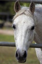 Pretty White Horse Face Royalty Free Stock Photo