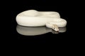 Pretty white king python snake on a black background with reflection