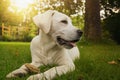 Pretty white labrador puppy sitting at sunset in the garden Royalty Free Stock Photo