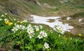 Pretty white mountain flowers in spring. Italian alps Royalty Free Stock Photo