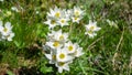 Pretty white mountain flowers in spring. Italian alps Royalty Free Stock Photo