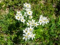 Pretty white mountain flowers in spring. Italian alps Royalty Free Stock Photo