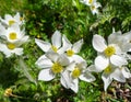 Pretty white mountain flowers in spring. Italian alps Royalty Free Stock Photo