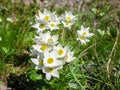 Pretty white mountain flowers in spring. Italian alps Royalty Free Stock Photo