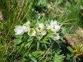 Pretty white mountain flowers in spring. Italian alps Royalty Free Stock Photo