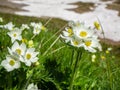 Pretty white mountain flowers in spring. Italian alps Royalty Free Stock Photo