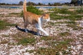 Pretty white orange female cat walking in the wild along the sea coast of the southern part of Athens in Greece