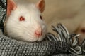 Pretty white pet rat in the blankie Royalty Free Stock Photo