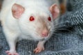 Pretty white pet rat in the blankie Royalty Free Stock Photo