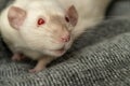 Pretty white pet rat in the blankie