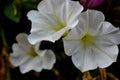 Pretty White Petunias Royalty Free Stock Photo