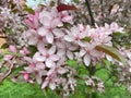 Pretty White Pink Cherry Blossoms in Spring Royalty Free Stock Photo