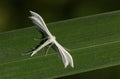 A stunning White Plume Moth Pterophorus pentadactyla perching on a plant.