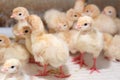 Pretty white poultry turkey chicks Royalty Free Stock Photo