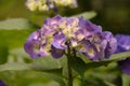Pretty White and Purple Hydrangea Blossom Flowering in the Summer