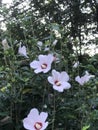 Pretty white and red flowering hedges Royalty Free Stock Photo