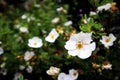 Pretty white small flowers Royalty Free Stock Photo