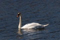 Pretty white swan floating across a calm pond. The beak is orange and the eyes have a black mask. A reflection cast in the water. Royalty Free Stock Photo