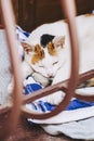 Pretty white and tricolor tabby cat sleeping on an armchair