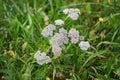 Pretty white yarrow grows in grass Royalty Free Stock Photo