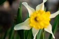 Pretty white and yellow flower with a background of green leaves Royalty Free Stock Photo