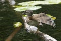 A pretty wild female Mandarin Duck, Aix galericulata, standing on a log in a pond stretching its leg and wing. Royalty Free Stock Photo