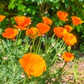 Pretty wild orange flowers in the sunshine Royalty Free Stock Photo