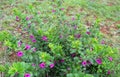 Argyreia cuneata Willd. Ker Gawl. Wild bushy morning glory - flowering bush