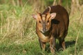 A pretty wild stag Muntjac Deer, Muntiacus reevesi, feeding at the edge of a field in the UK.