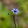 Pretty wildflower, Blue-eyed Grass