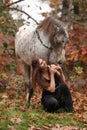 Pretty woman with appaloosa horse in autumn Royalty Free Stock Photo