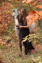 Pretty woman with appaloosa horse in autumn Royalty Free Stock Photo