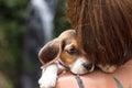 Pretty woman beautiful young happy with small dog puppy beagle. Tropical island Bali, Indonesia. Lady with beagle Royalty Free Stock Photo