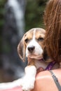 Pretty woman beautiful young happy with small dog puppy beagle. Tropical island Bali, Indonesia. Lady with beagle Royalty Free Stock Photo