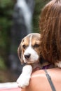 Pretty woman beautiful young happy with small dog puppy beagle. Tropical island Bali, Indonesia. Lady with beagle Royalty Free Stock Photo