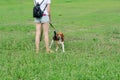 Pretty woman with nice shapely legs and a dog on a leash Royalty Free Stock Photo