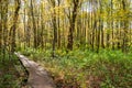 Pretty wooden boardwalk path winding through a green forest dappled with sunlight in autumn Royalty Free Stock Photo