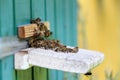 Pretty wooden hives and honey bee. Carpathian insect. Apiculture. Apiary. Majestic sunny spring day