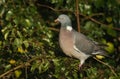 A Woodpigeon, Columba palumbus, perching on Ivy growing through a tree and eating the ripe berries. Royalty Free Stock Photo