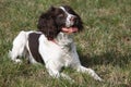 A pretty working english springer spaniel gundog Royalty Free Stock Photo